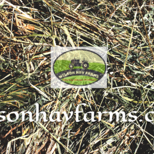 Sudan hay for sale near me